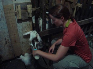 Bottle feeding goats