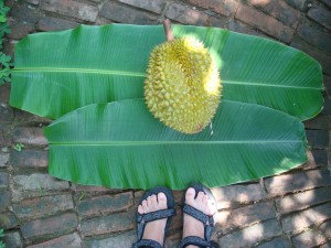 Giant durian fruit