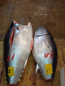 Fresh Japanese Tuna