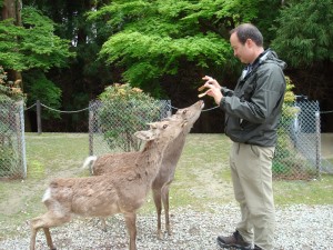 Feeding deer in Nara Japan