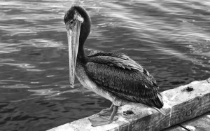Jeff Kirk pelican photo