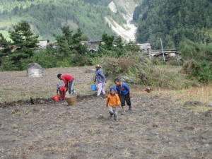 Harvesting Potatoes in Konjo Nepal